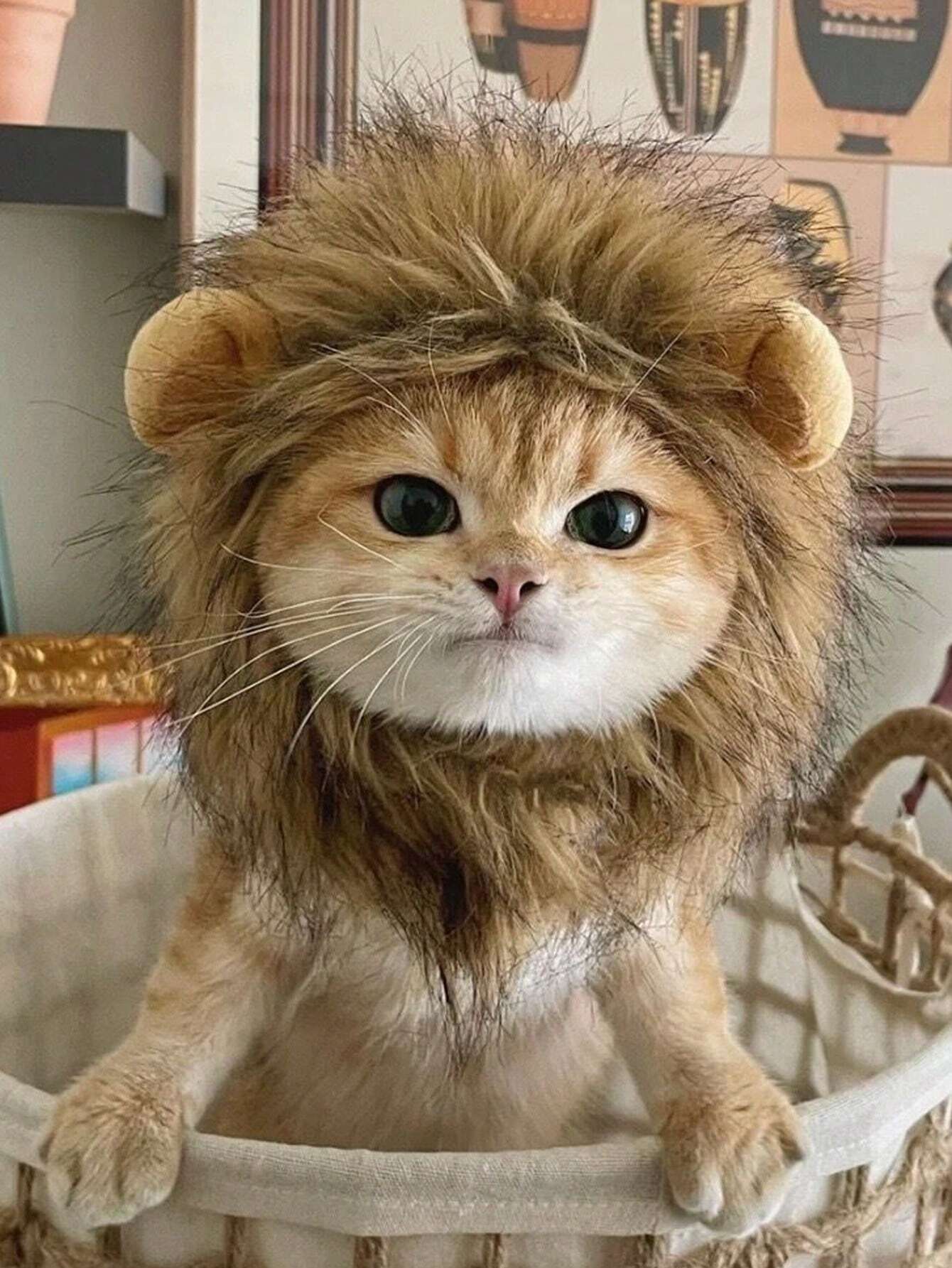 Buy SHEIN 1pc Furry Lion Mane Wig For Cats & Dogs With Ears Of Rabbit, Frog Or Bear, Funny Pet Costume Accessory in Pakistan