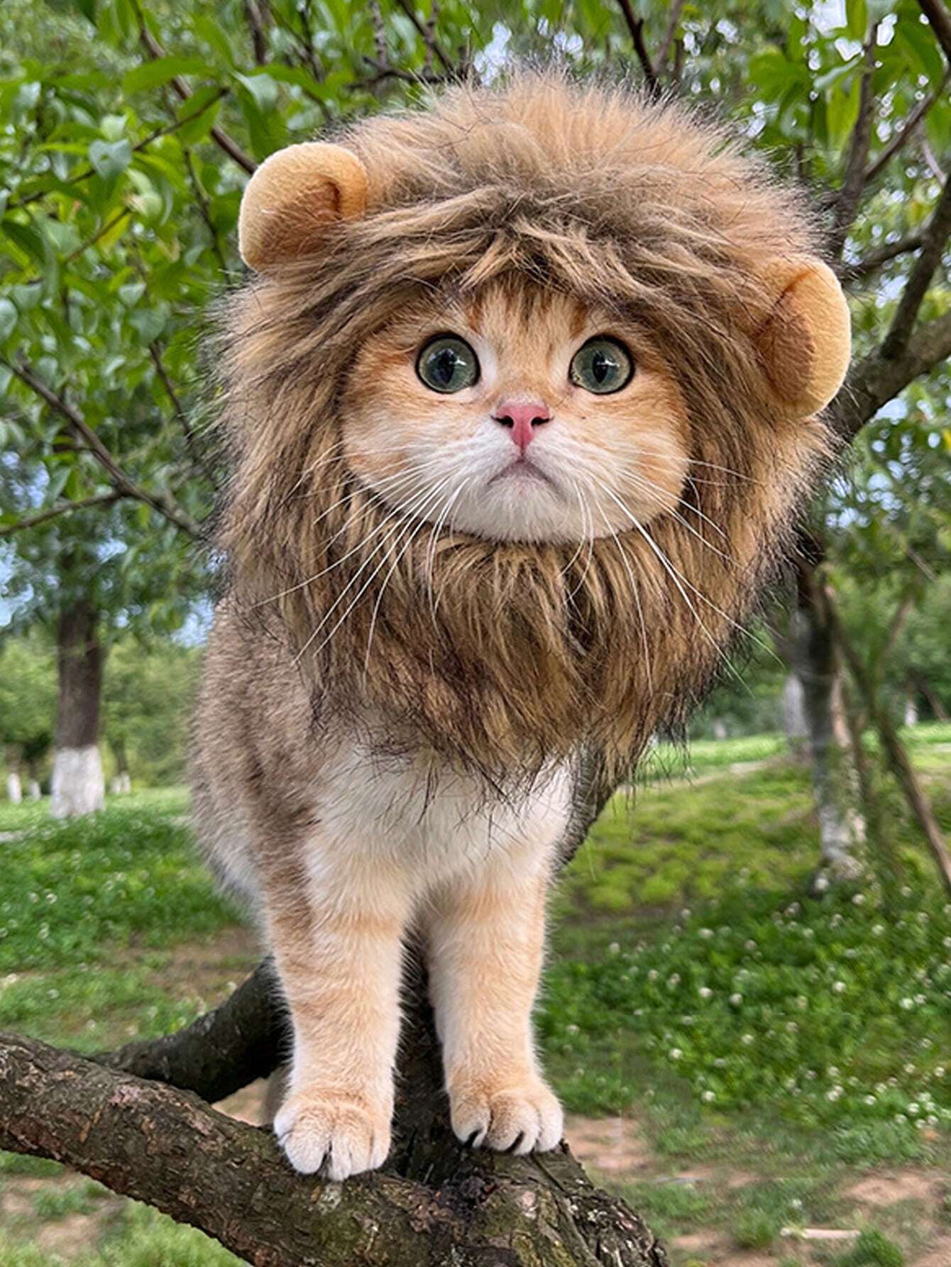 Buy SHEIN 1pc Furry Lion Mane Wig For Cats & Dogs With Ears Of Rabbit, Frog Or Bear, Funny Pet Costume Accessory in Pakistan