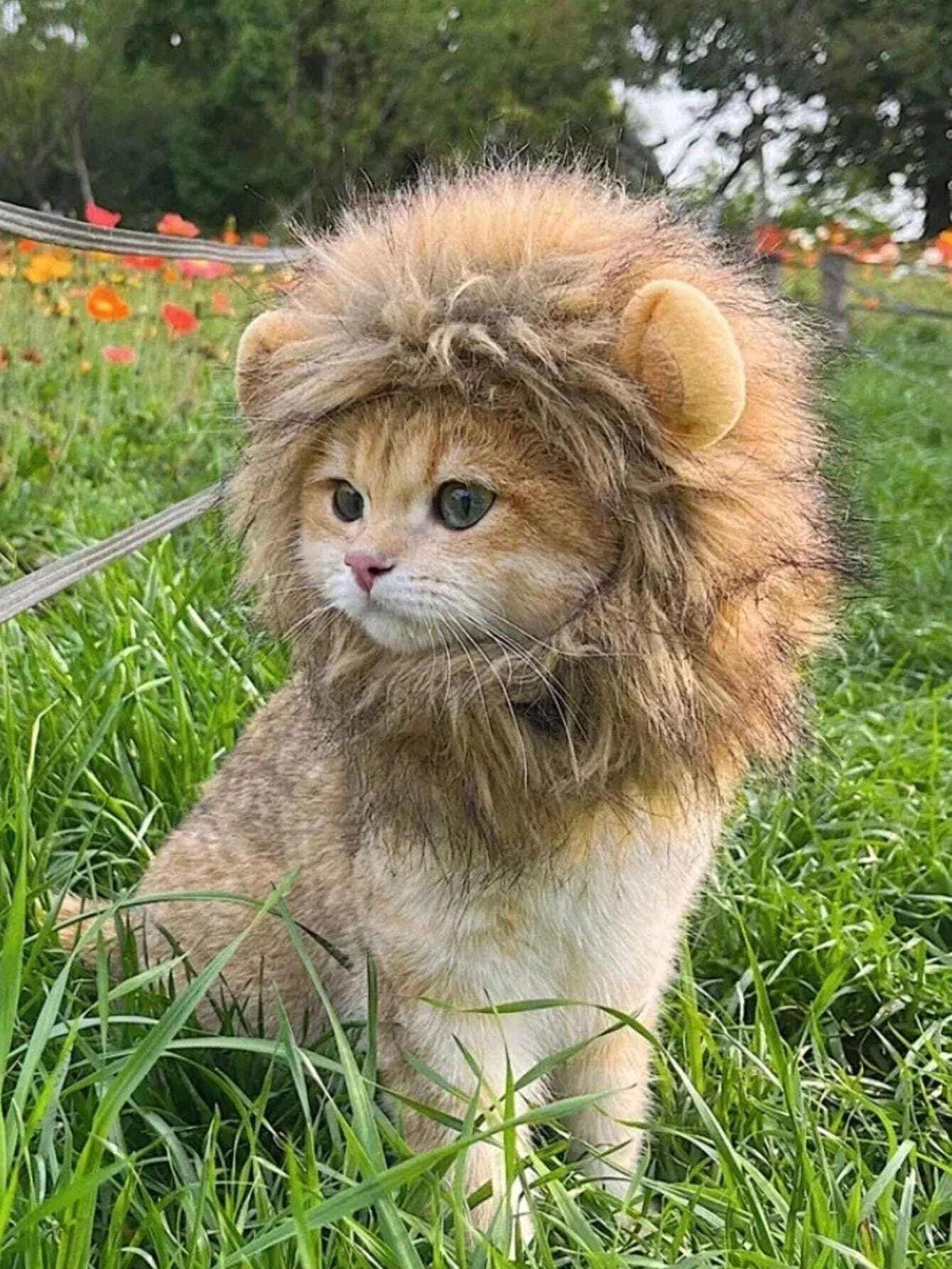 Buy SHEIN 1pc Furry Lion Mane Wig For Cats & Dogs With Ears Of Rabbit, Frog Or Bear, Funny Pet Costume Accessory in Pakistan